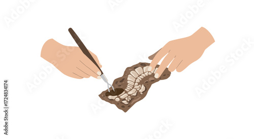 Archaeologist hands uncovering fossil in flat design