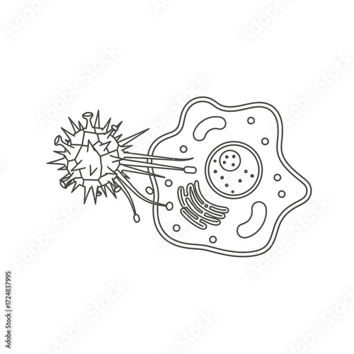 Viral Infection A Depiction of a Virus Attacking a Cell, Illustrated in Outline
