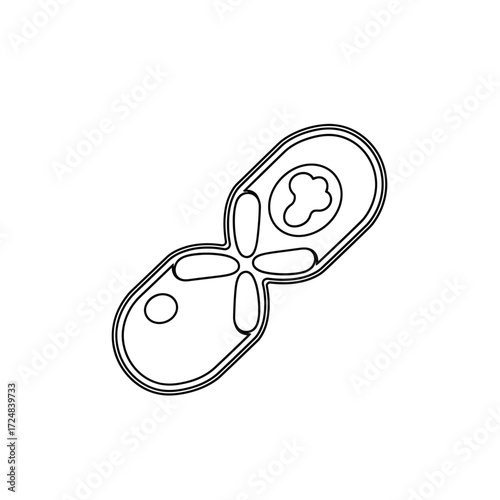 Budding yeast cell icon showing cellular division. Simple black line art illustration for microbiology and science concepts on a white background