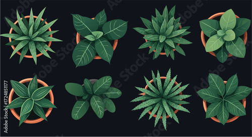 Indoor plants top view collection