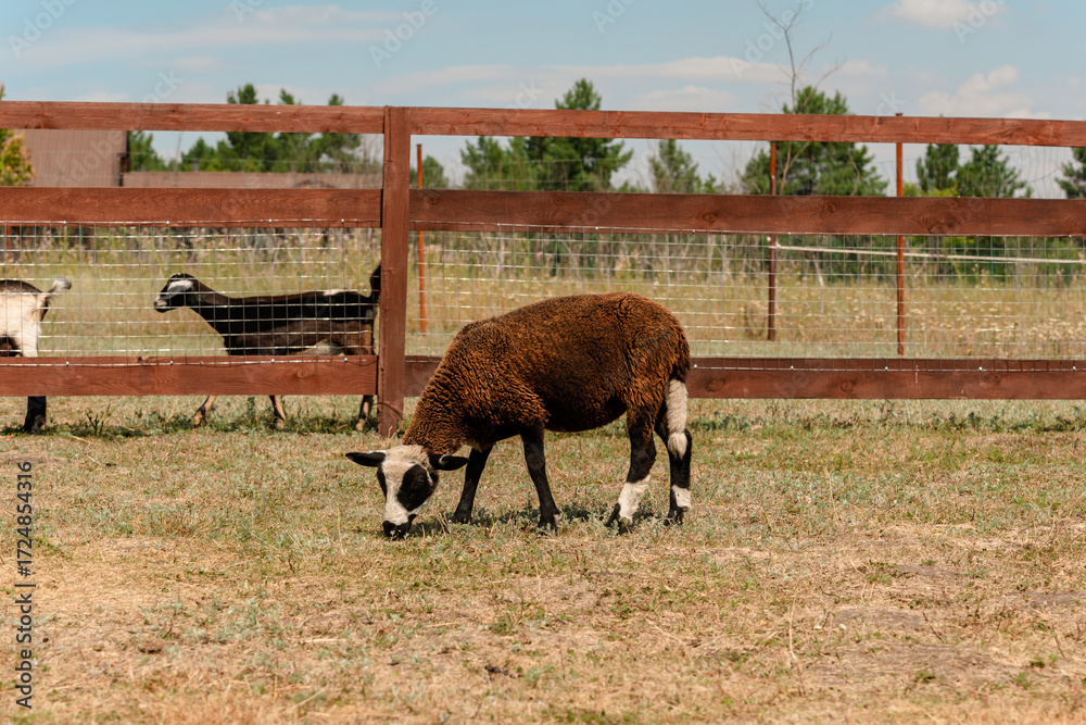Obraz premium Brown sheep in a pen on a farm in summer