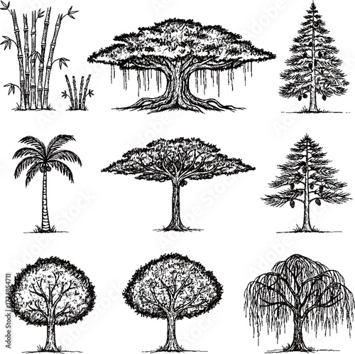 comprehensive, hand-drawn vector collection of various tree species in a classic chalkboard style.