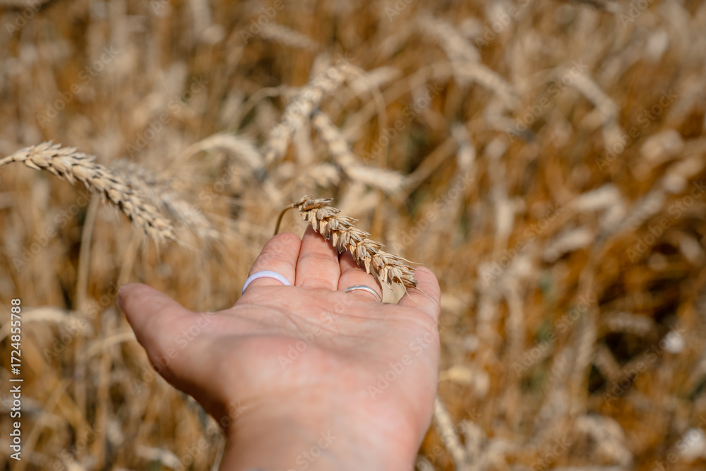 Fototapeta premium Wheat ears close-up, natural background