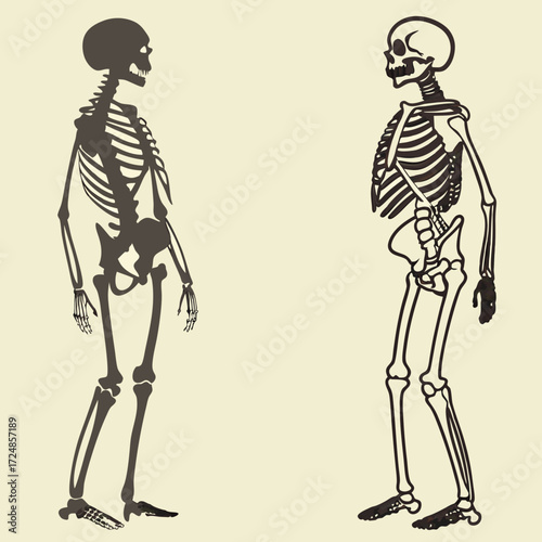 Skeleton. Human skeleton silhouette - bones, ribs, spine, skull, joints, arms, legs. Complete human structure, anatomically correct realistic vector illustration