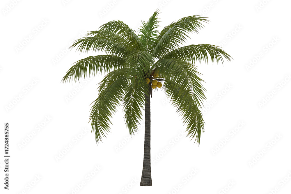 Obraz premium Coconut Palm Tree Tropical isolated on transparent cutout background, cut out, png