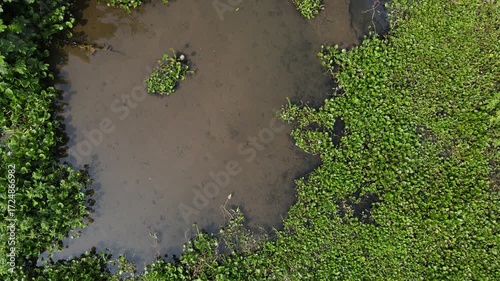 Aerial view of Lake Covered with Water Hyacinths and Aquatic Plants from Above