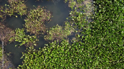 Aerial view of Lake Covered with Water Hyacinths and Aquatic Plants from Above