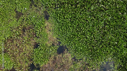 Aerial view of Lake Covered with Water Hyacinths and Aquatic Plants from Above