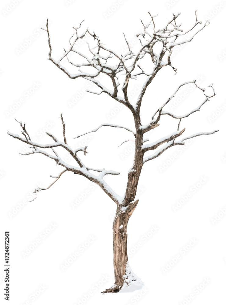 Obraz premium PNG Real dry tree background snow dark.