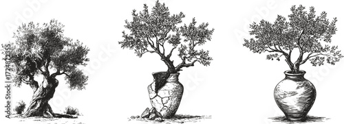 Engraved olive trees with antique pots and amphoras. Vintage botanical silhouette Mediterranean illustration.