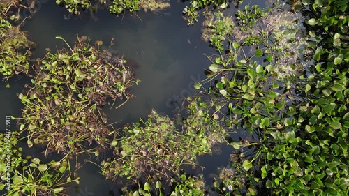 Aerial view of Lake Covered with Water Hyacinths and Aquatic Plants from Above
