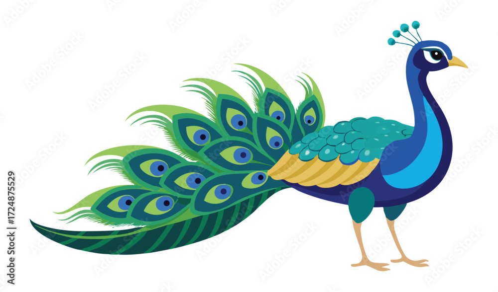 Fototapeta premium Beautiful blue and green peacock bird with a colorful tail and bright feathers on a white background