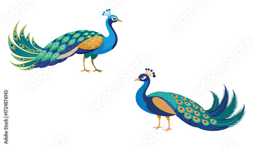 A bright, beautiful peacock with colorful plumage and tail feathers is a striking animal portrait isolated on a white background