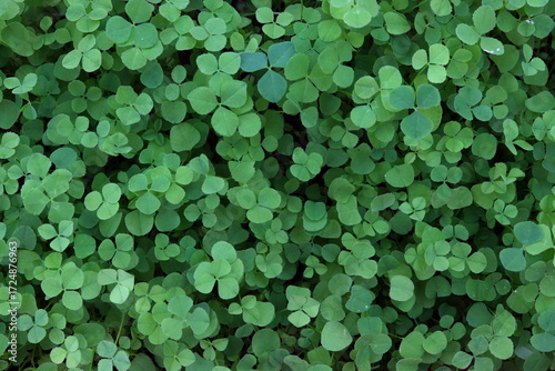 white testicle seedlings, top view, fresh green,
