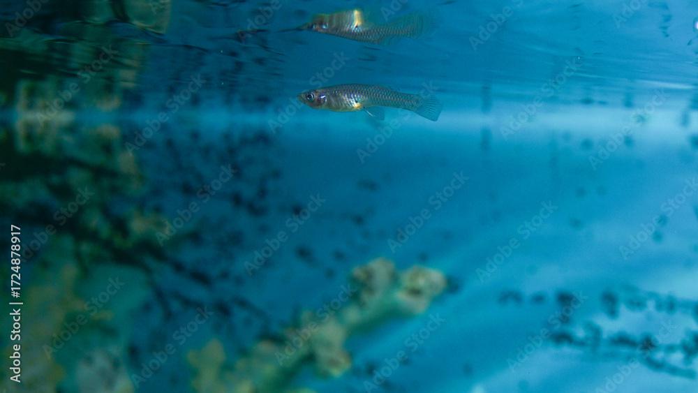 Fototapeta premium small guppy fish and water bubble background in aquarium