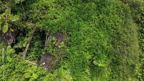 Aerial view of Lake Covered with Water Hyacinths and Aquatic Plants from Above