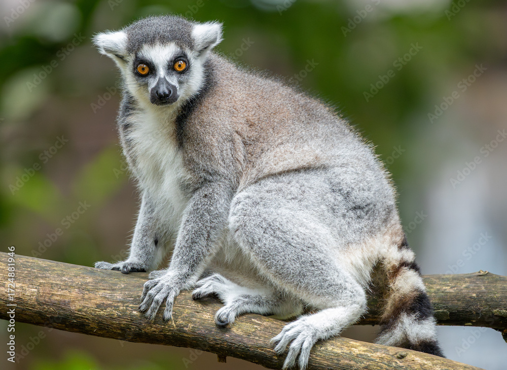 Fototapeta premium Ring-Tailed Lemur Sitting on a Wooden Log in Natural Habitat