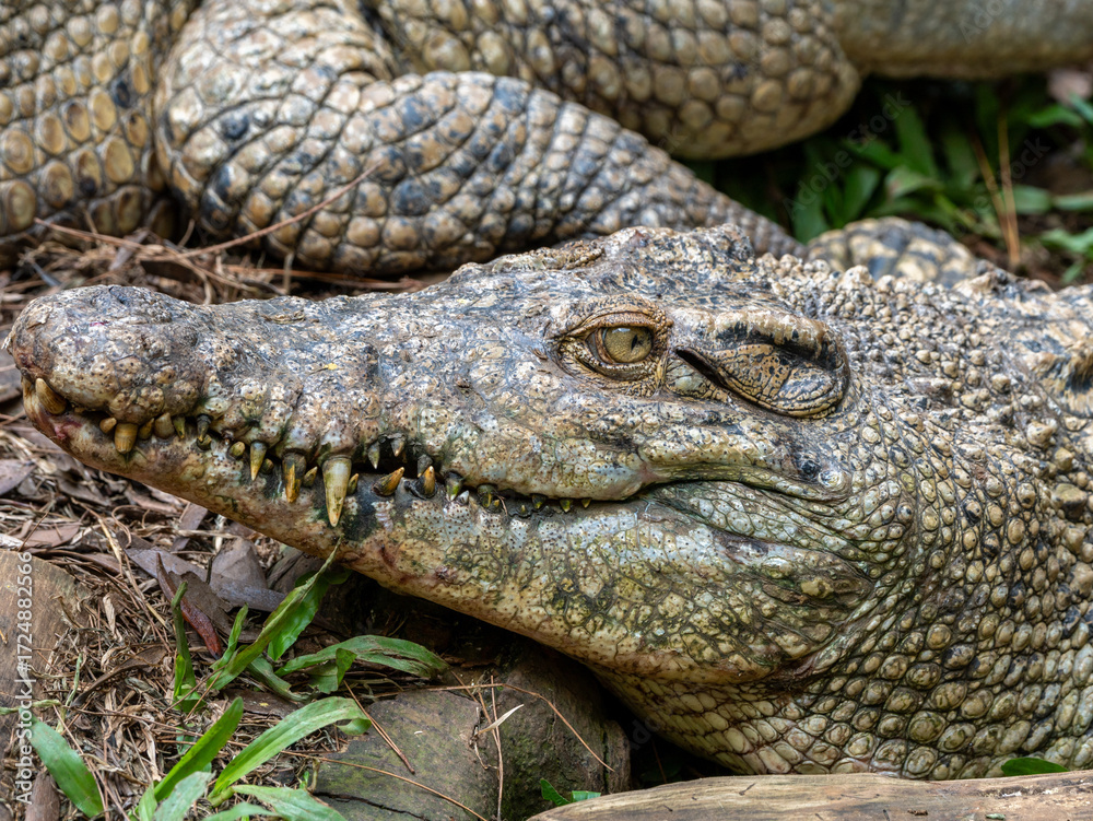 Obraz premium The Faces of Two Crocodiles Close Together Showing Wild Reptile Interaction