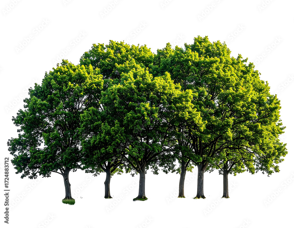 Obraz premium Lush green trees cluster, dark background
