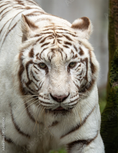 Close-Up of a White Tiger’s Face Showing Striking Stripes and Intense Eyes
