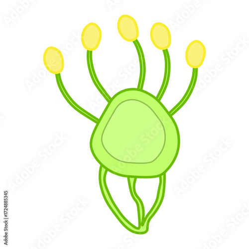 Myxomycota Slime Mold 