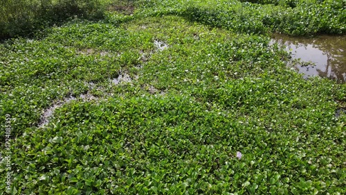 Aerial view of Lake Covered with Water Hyacinths and Aquatic Plants from Above