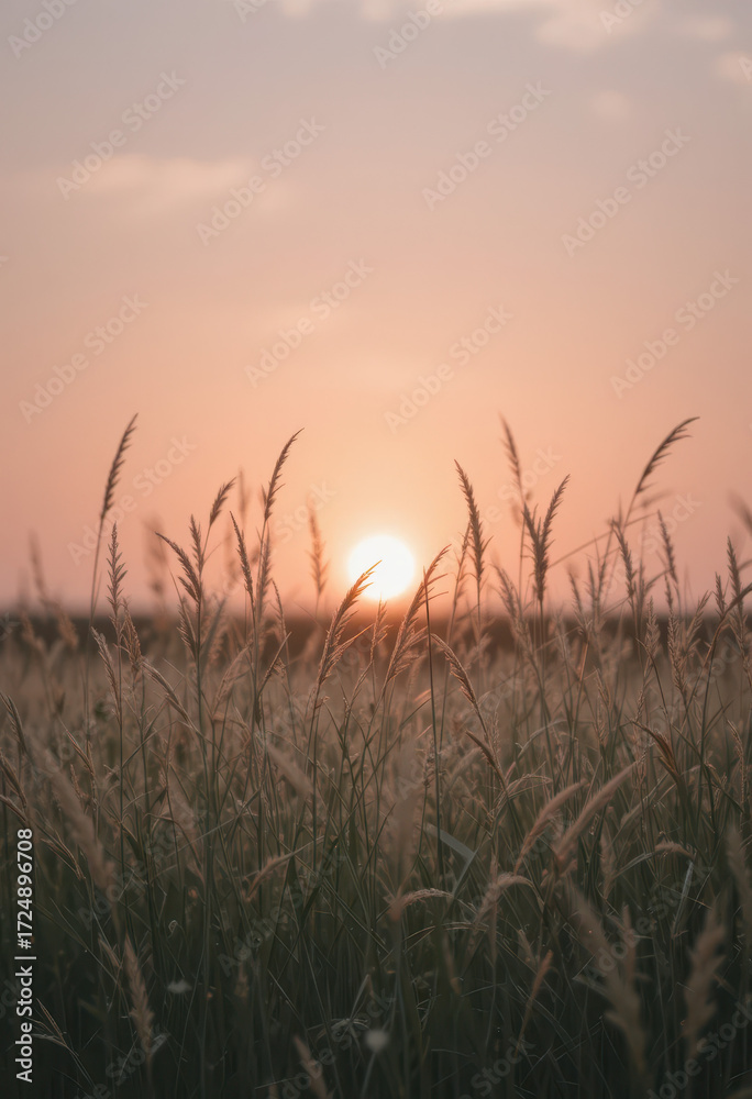 Fototapeta premium Sunrise over golden grasslands nature landscape serenity warmth tranquil setting peaceful viewpoint