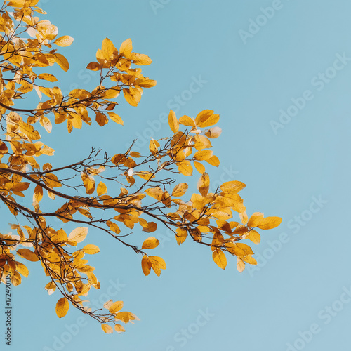 Golden autumn tree branches with yellow leaves set against a bright blue sky. A clean and minimal seasonal composition.