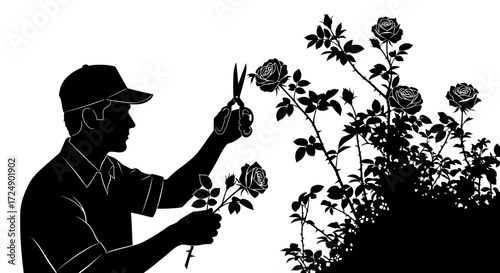 Organic Growth Silhouette of a Male Gardener Carefully Pruning a Healthy Rose Bush