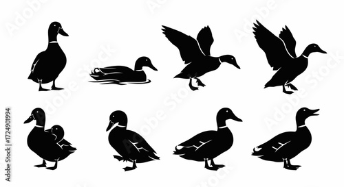 Collection of black silhouette illustrations depicting ducks in various poses and actions, including standing, swimming, and flying.