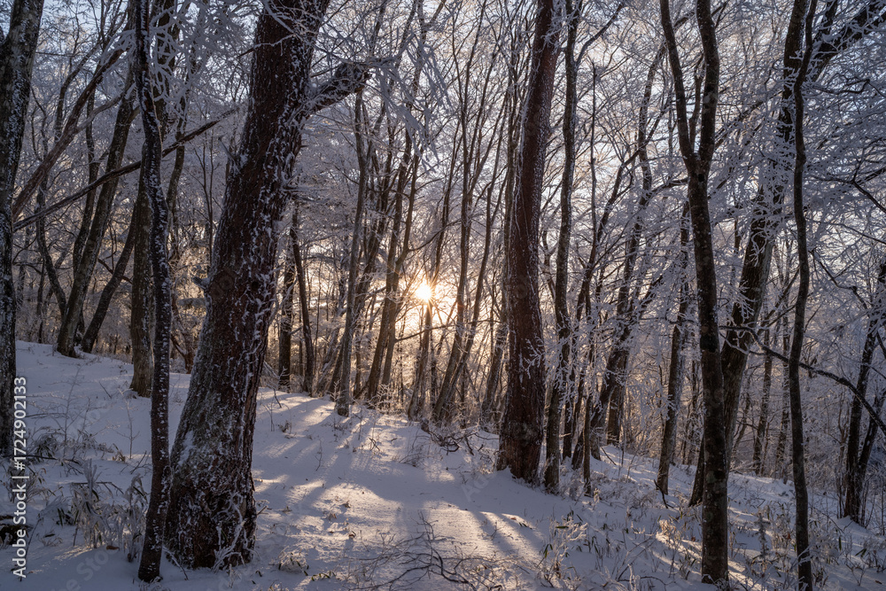 Obraz premium 日の出と美しい霧氷の森