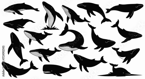 A diverse collection of whale silhouettes depicted in various dynamic poses, such as breaching and swimming, isolated on a white background.