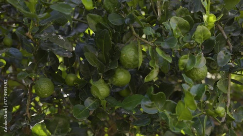 Kaffir Lime Bathed In Noon Sunlight, Kaffir lime glows under noon sunlight, nestled among vibrant foliage, releasing a tangy scent, great for a soothing film moment or a nature inspired cinematic.