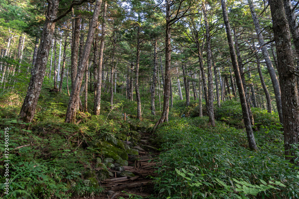 Obraz premium 登山道をひたすら登る 御嶽山 