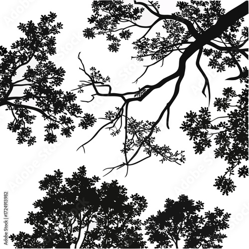 Silhouette of tree branches and foliage against a white background viewed from below creating a natural canopy effect with intricate leaf patterns and organic shapes