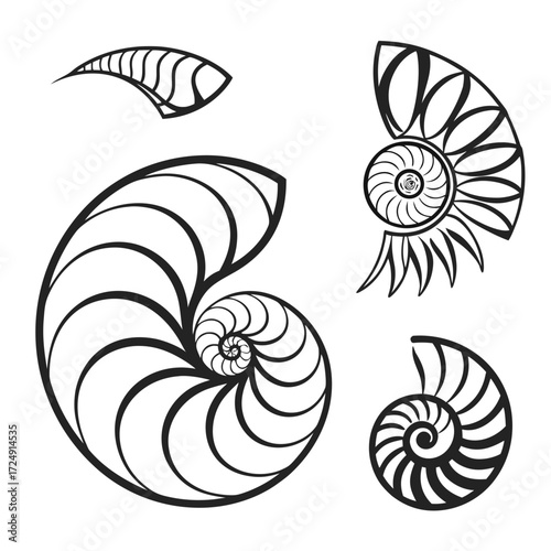 Collection of stylized black and white nautilus shell cross sections and a partial shell fragment showcasing logarithmic spiral patterns and geometric designs on a clean white background