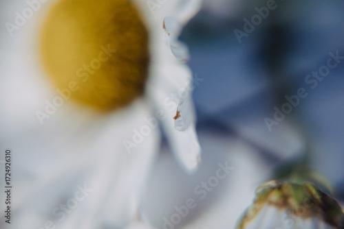 daisies on a notebook