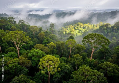Aerial view of rainforest canopy in rainy season with mist layers