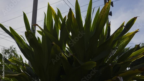 Dracaena Fragrans In A Home Garden, Dracaena fragrans flourishes with vibrant leaves in a sunny home garden, releasing a mild aroma, great for a soothing film moment or a nature cinematic promotion.