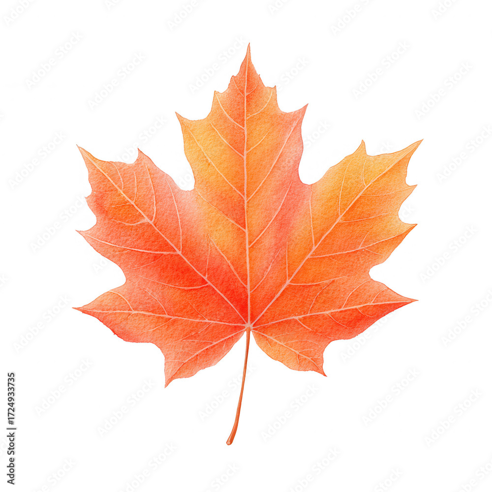 Fototapeta premium Autumn maple leaf orange red fall foliage isolated transparency background botanical natural seasonal detailed