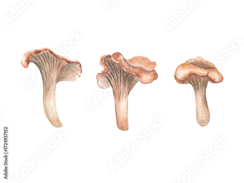 Watercolor set of chanterelles sketch isolated on white. Hand painted mushrooms in soft pastel earth tone. Woodland plants illustrations for autumn packaging, forest themed stationery vintage style.