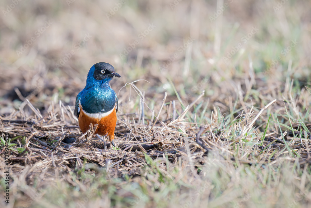 Fototapeta premium Superb Starling (Lamprotornis superbus), Serengeti National Park, Tanzania, Africa 