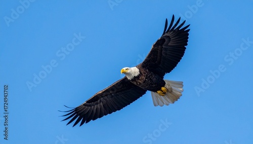 Bald Eagle with Open Wings Flying in Blue Sky for Premium Bird Object and Wildlife Concept