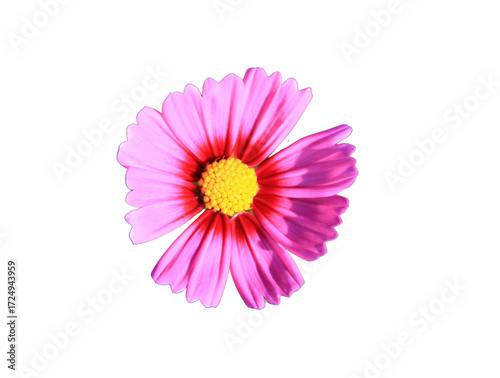 Pink cosmos flowers isolated on white background.