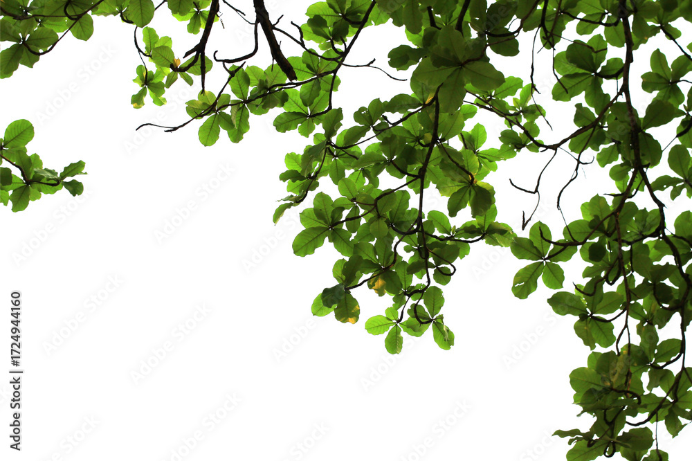 Fototapeta premium Bright green branches isolated on white background.
