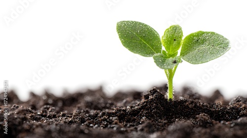Tiny seedling emerging from rich dark soil, symbolizing new life and hopeful beginnings