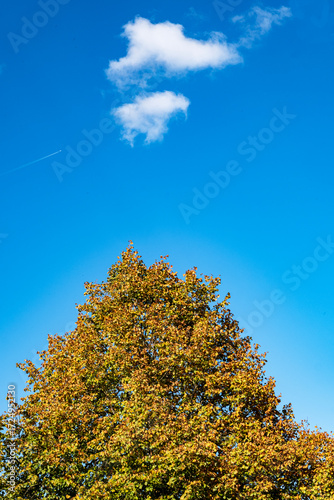 Cloud above single tree in autumn colours