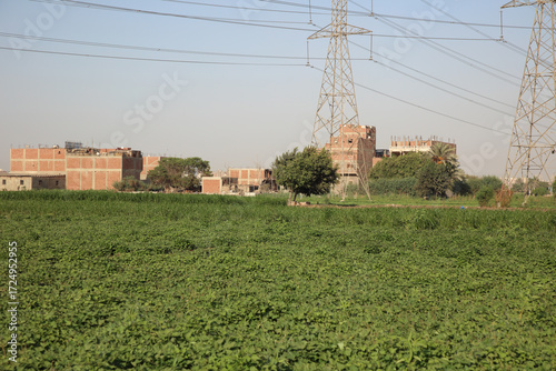 trees, grass, wind, houses, and power lines