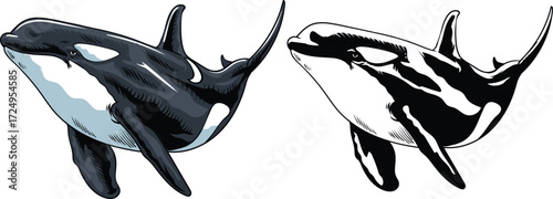 Killer whale with Hand Drawn Illustration with black and white version