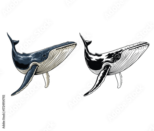 Whale with Hand Drawn Illustration style